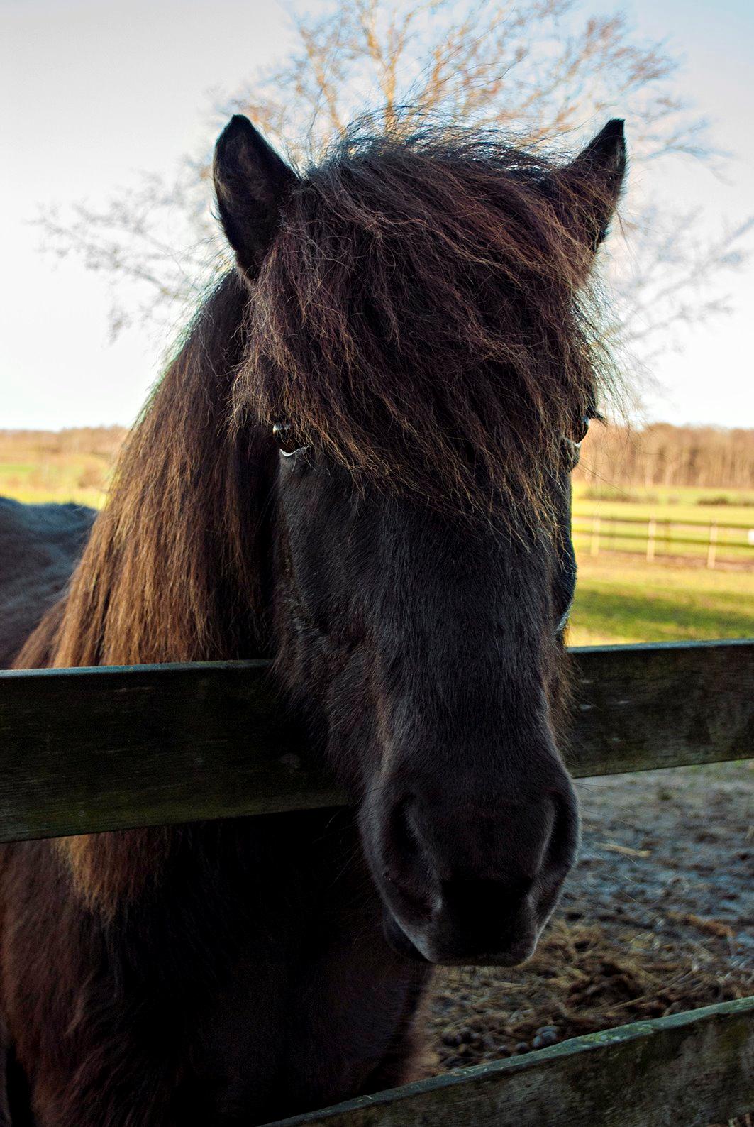 Islænder Ganti billede 14