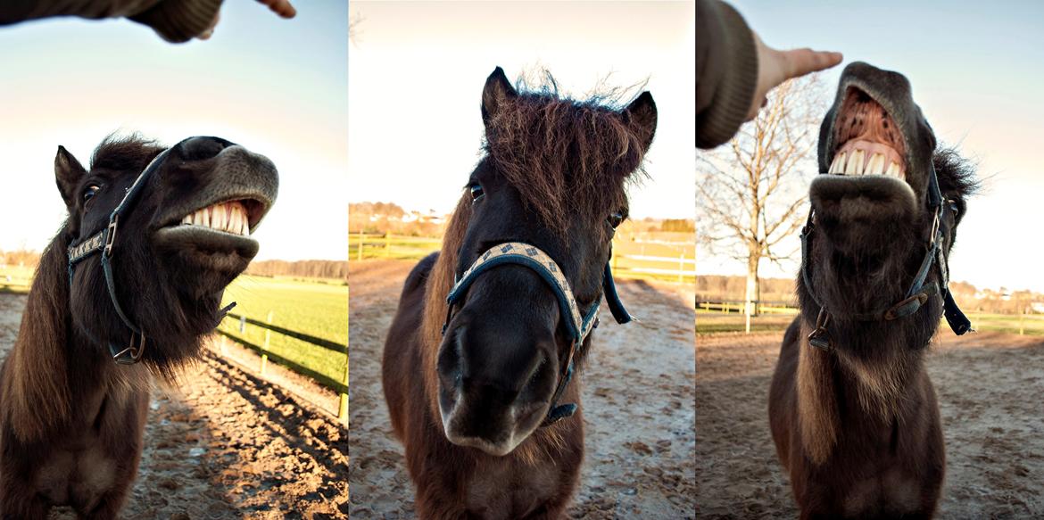 Islænder Ganti - Viser sit smile tricks :D billede 13