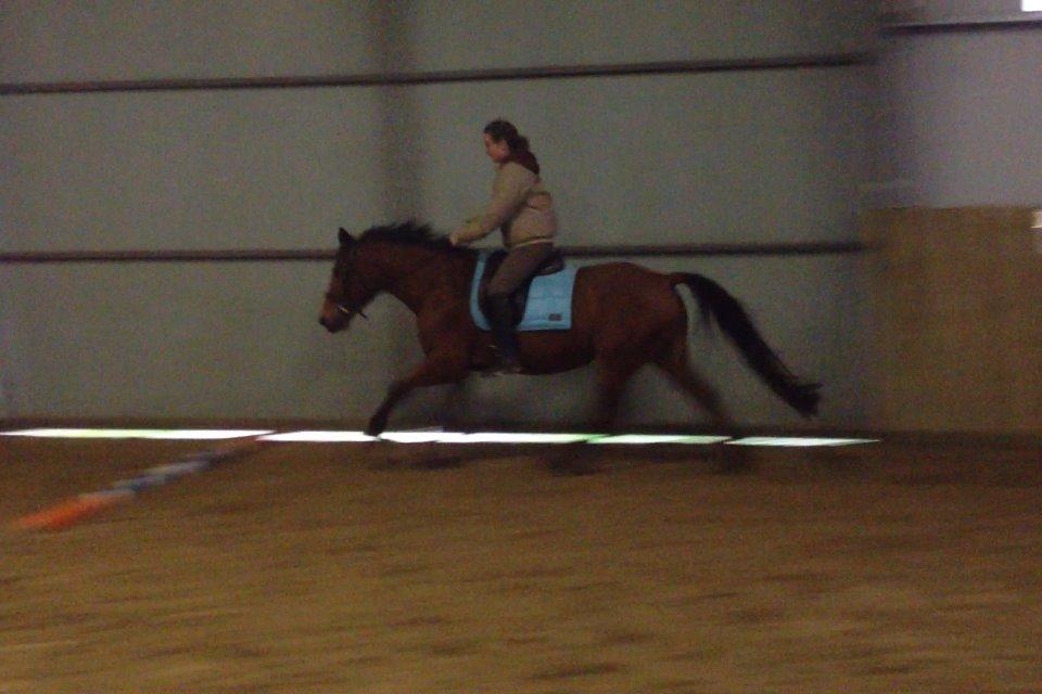 Traver Rosado (Rosa) - 06-11-2014 Rosa i galop for første gang i ridehus med Natalie. billede 24