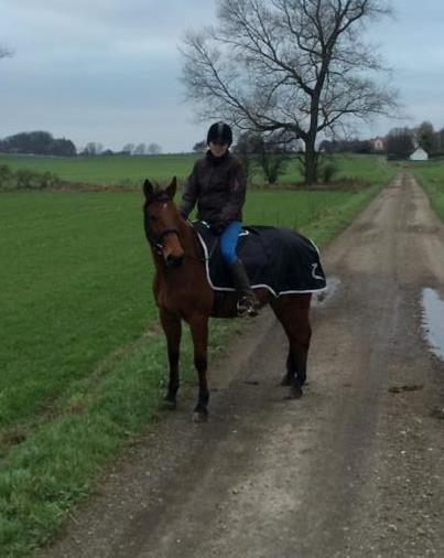 Traver Rosado (Rosa) - 01-12-2014 billede 2