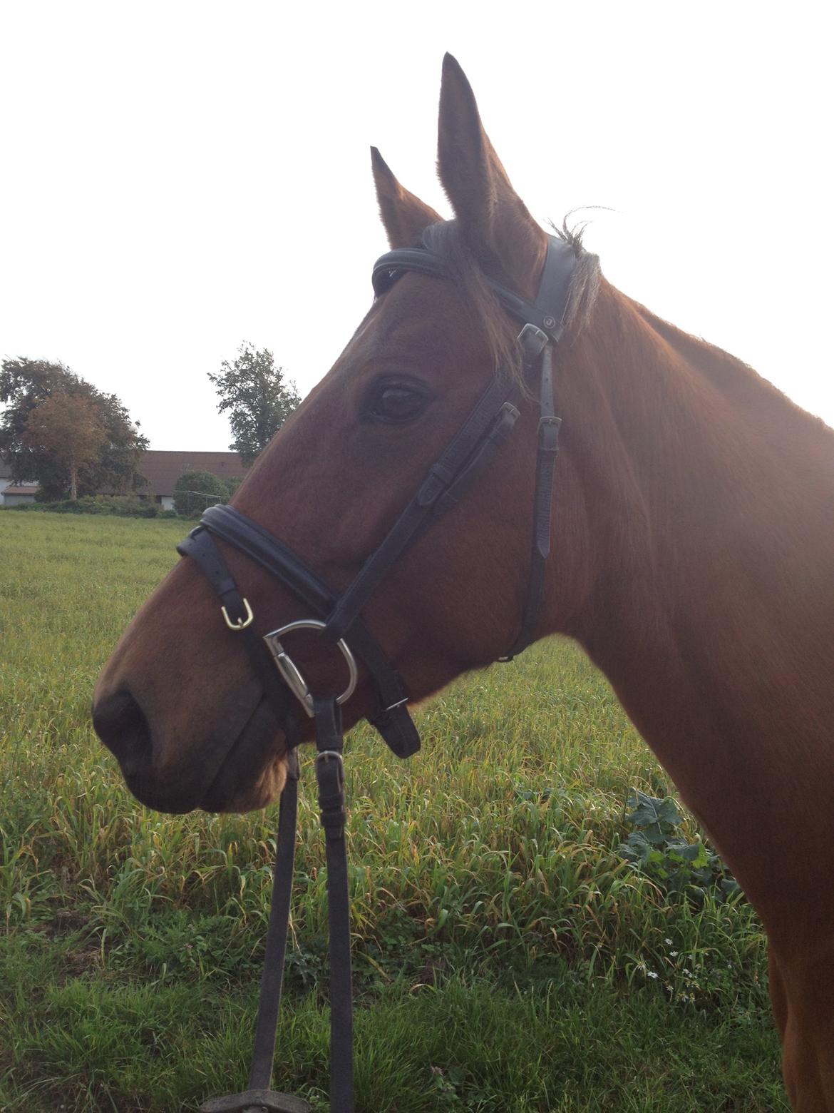 Traver Rosado (Rosa) - 11-10-2014 billede 5