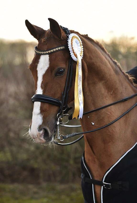 Dansk Varmblod Samwise gamgee - Championats vinder & Klubmester 2014 Vasehus Rideklub. Tak basse <3 6.december 2014 billede 8