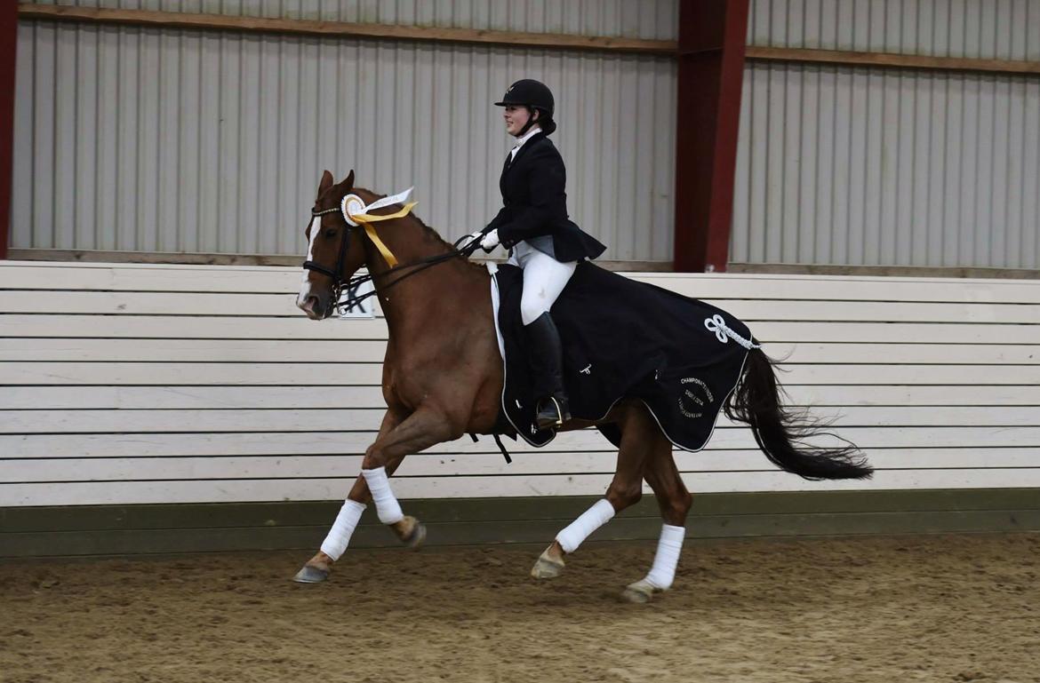 Dansk Varmblod Samwise gamgee - Æres runde 2014 - Klubmestre for fulde udblæs! OBS. jeg ved godt jeg har en anelse strammere tøjler på dette billede, da helvede tog ved den fimsede dressurhest :-D 6. December 2014 billede 3