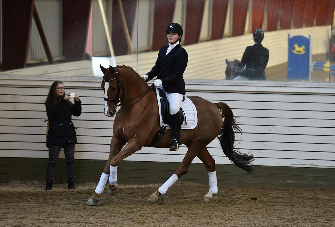 Dansk Varmblod Samwise gamgee - Jule opvisning i anledningen af vores Klubmesterskab. Jaja, kom ikke og sig han ikke bruger sine bagben! elskede hest! 6. December 2014 billede 2