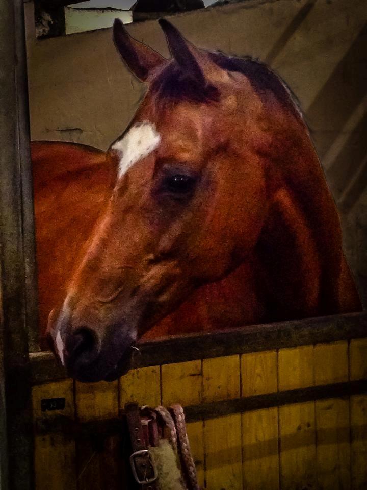 Hollandsk Varmblod Vita Z.D.W HIMMELHEST  billede 3