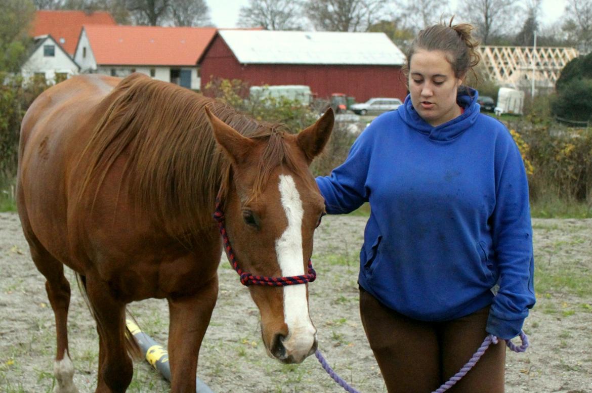 Anden særlig race Magnifique Etóo   - Første jordtræning, Eto'o var meget stresset når hun var i hænder så vi startede med jordtræning og hun blev så rolig og afslappet af det! <3  billede 3