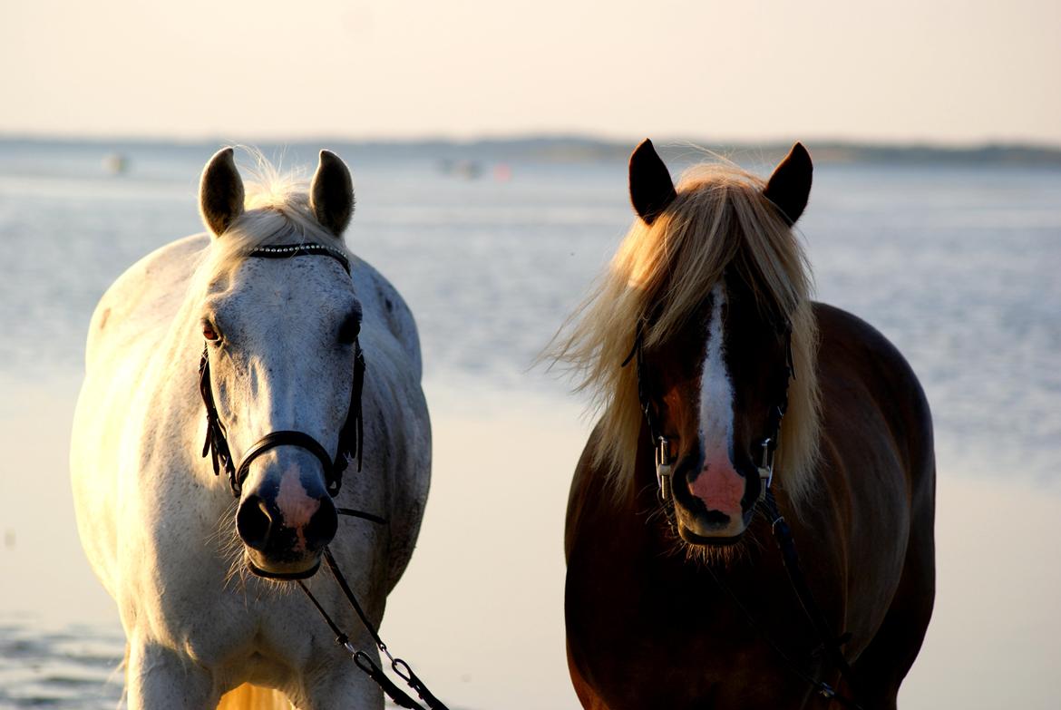 DSP Præstemarkens Mahogni |Honey| - Honey & Laban billede 44