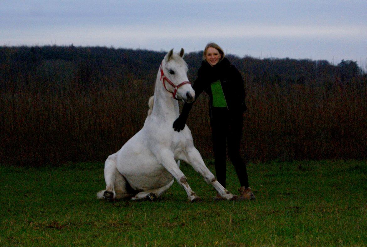 DSP Præstemarkens Mahogni |Honey| billede 5