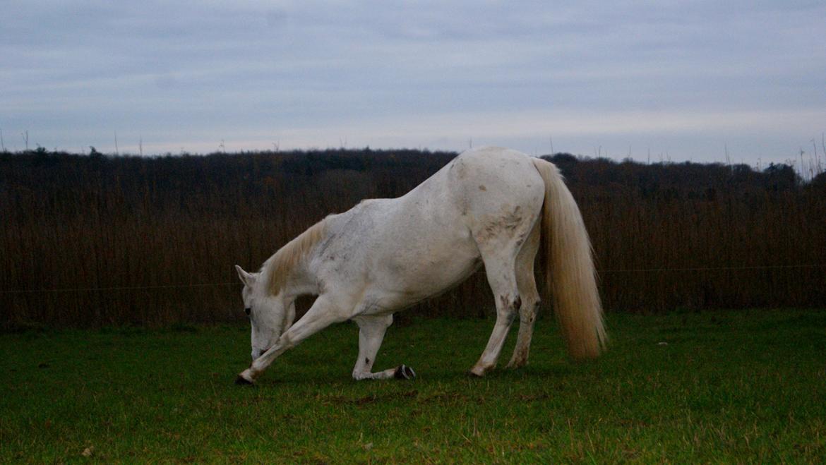 DSP Præstemarkens Mahogni |Honey| billede 35