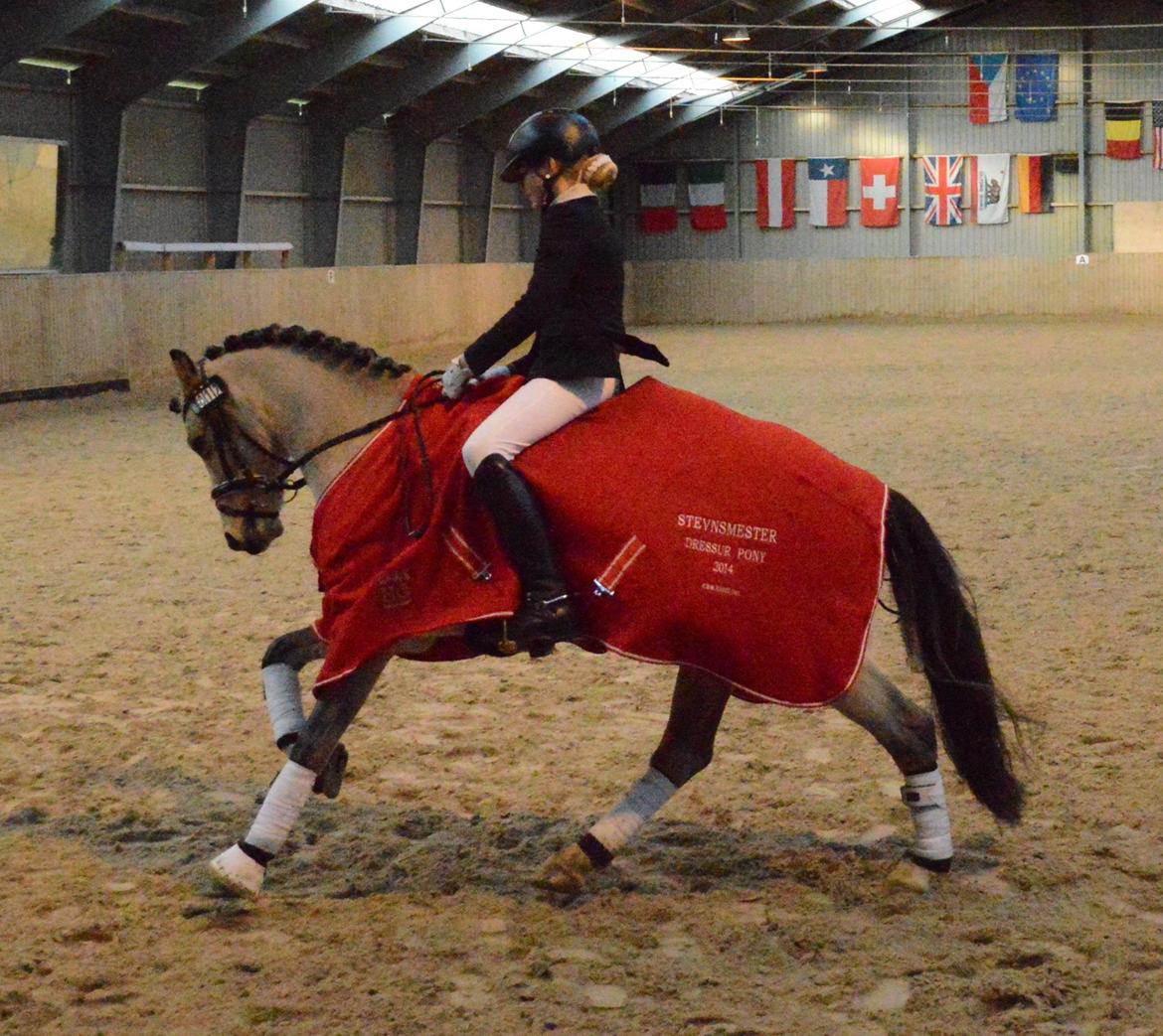 Welsh Pony af Cob-type (sec C) Gribsvads Little Hector (A-pony) - Stevnsmester billede 7