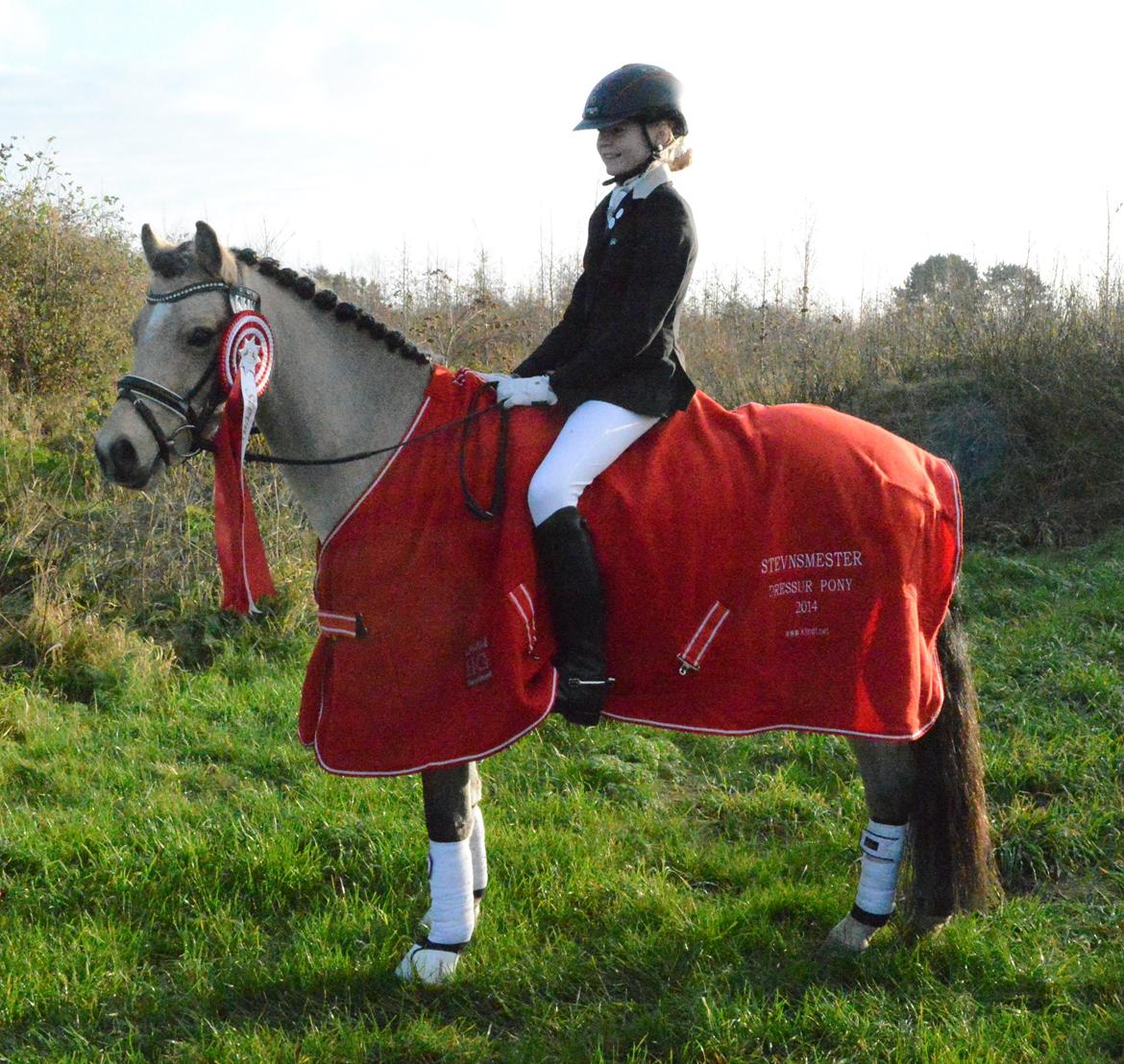 Welsh Pony af Cob-type (sec C) Gribsvads Little Hector (A-pony) - Stevnsmester 2014 med 78% <3 billede 6