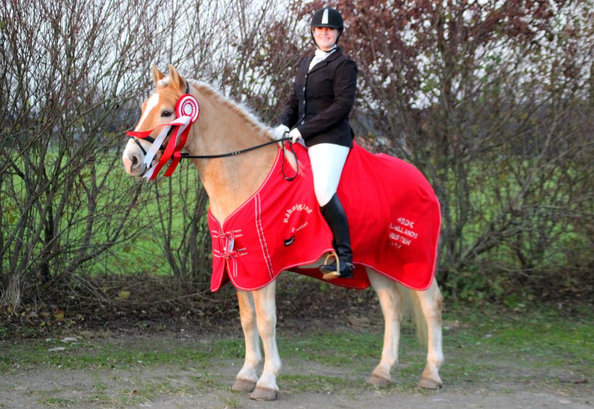 Tyroler Haflinger Elghuset's why not - Sjællandsmester 2014 for Haflinger! <3 billede 13