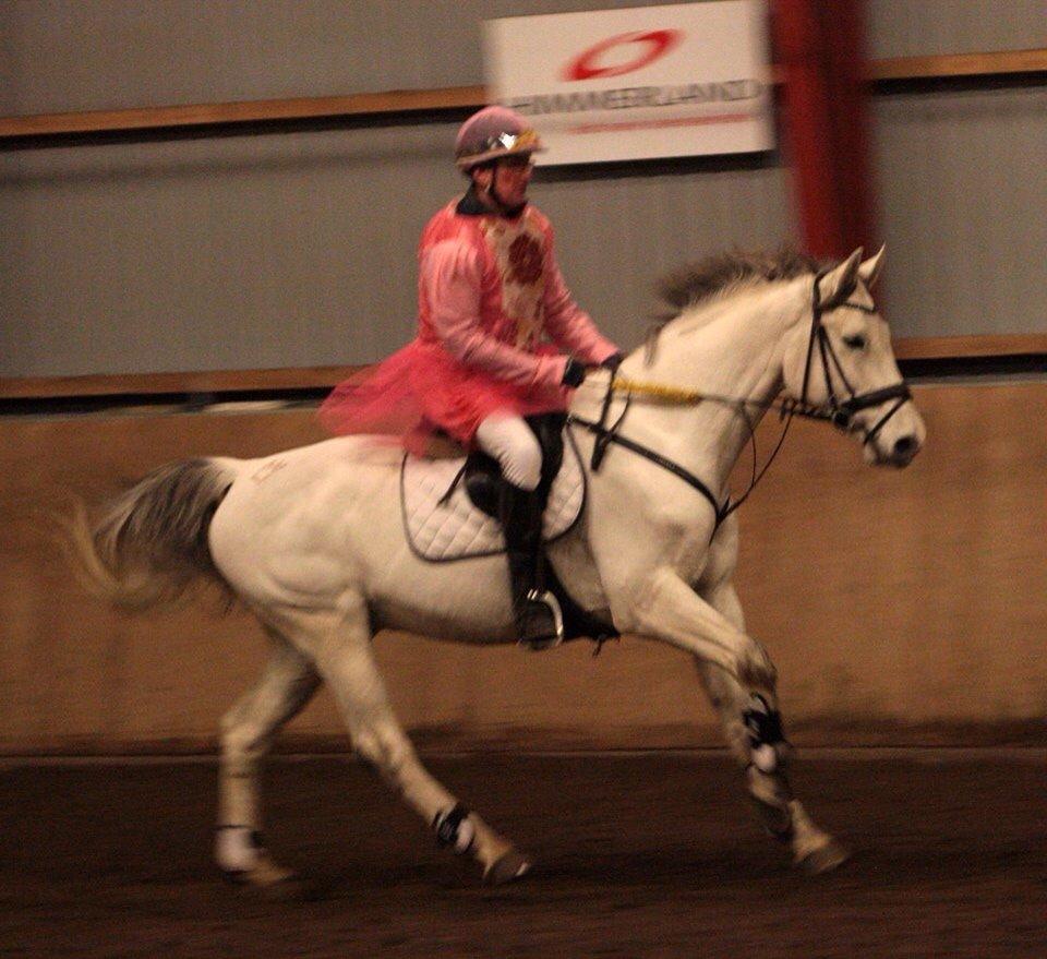 Dansk Varmblod catano billede 20