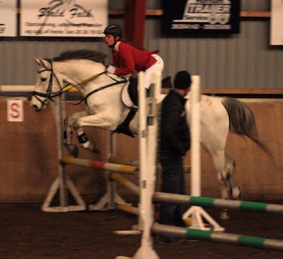 Dansk Varmblod catano billede 16