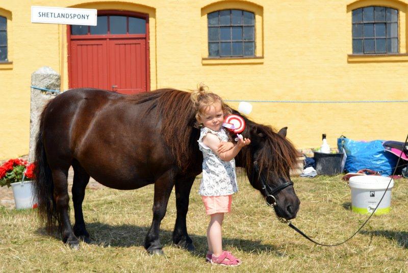 Shetlænder Estienne af Nørvang billede 5