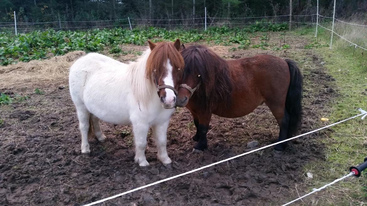Shetlænder Mr. Blue Destiny billede 19