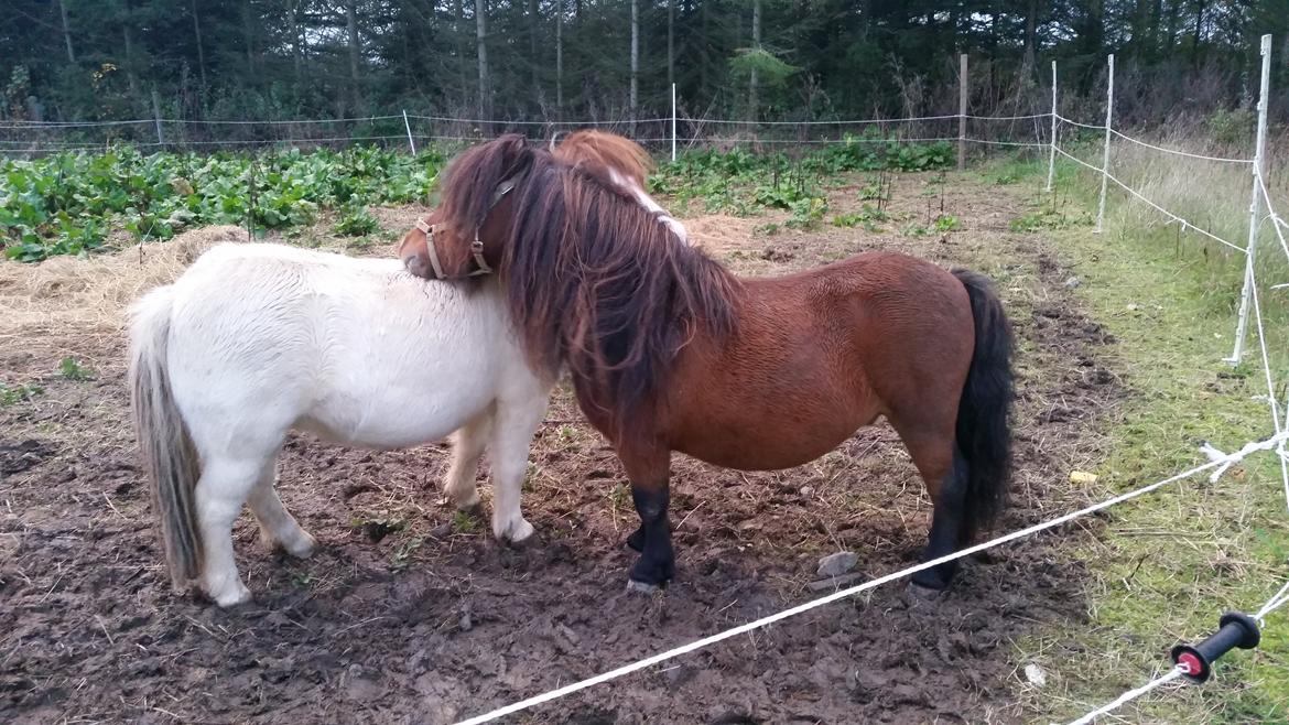 Shetlænder Zorro billede 17