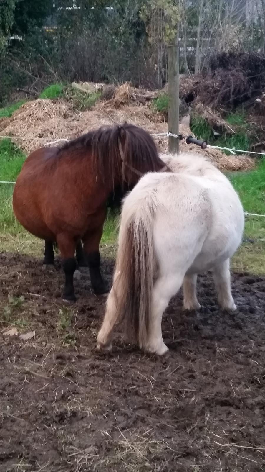 Shetlænder Zorro billede 18