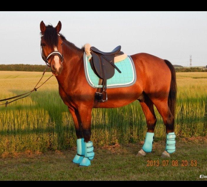 Anden særlig race Rico billede 1