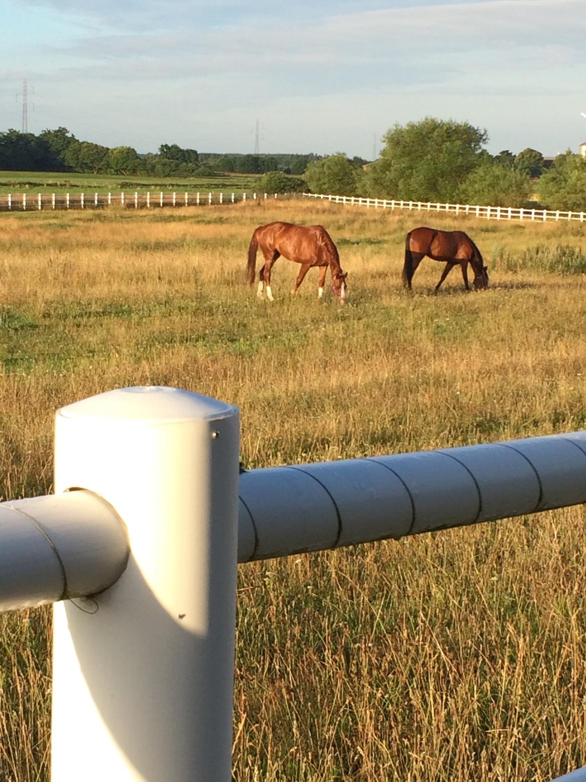 Hollandsk Varmblod Bella Manda "Solgt til Norge" billede 4