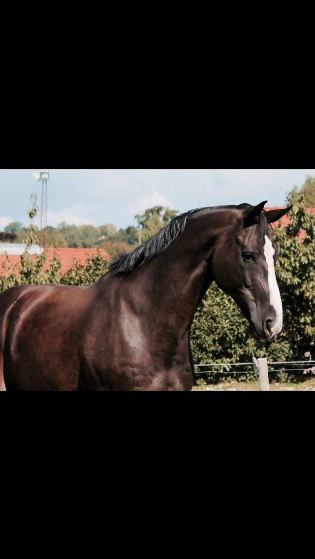 Dansk Varmblod Avalant billede 11