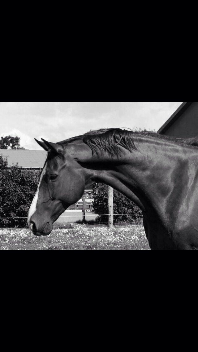 Dansk Varmblod Avalant billede 14