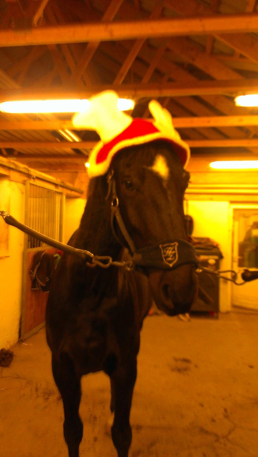 Dansk Varmblod ZACKO - Julehest billede 45