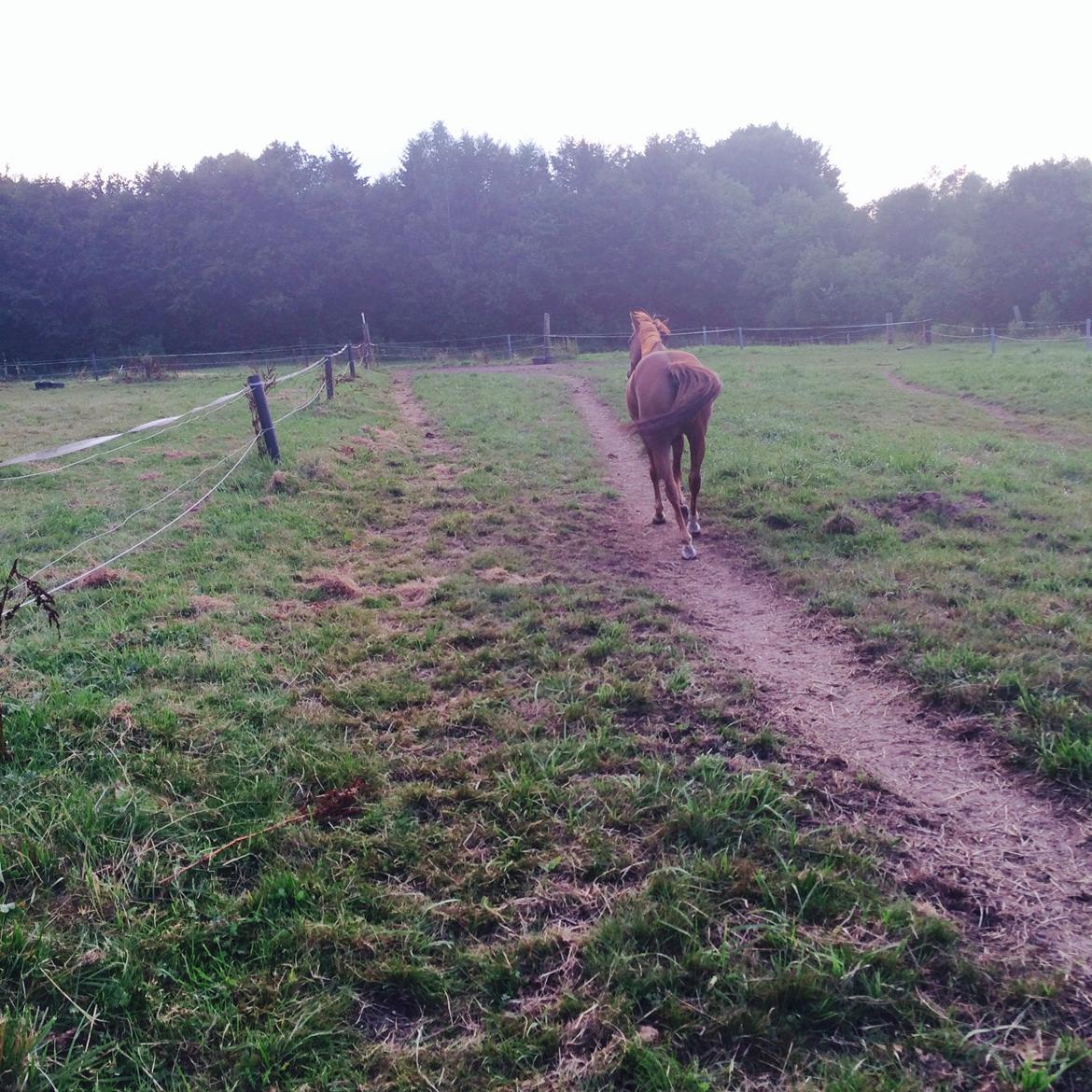 Anden særlig race Top  murdoch billede 12