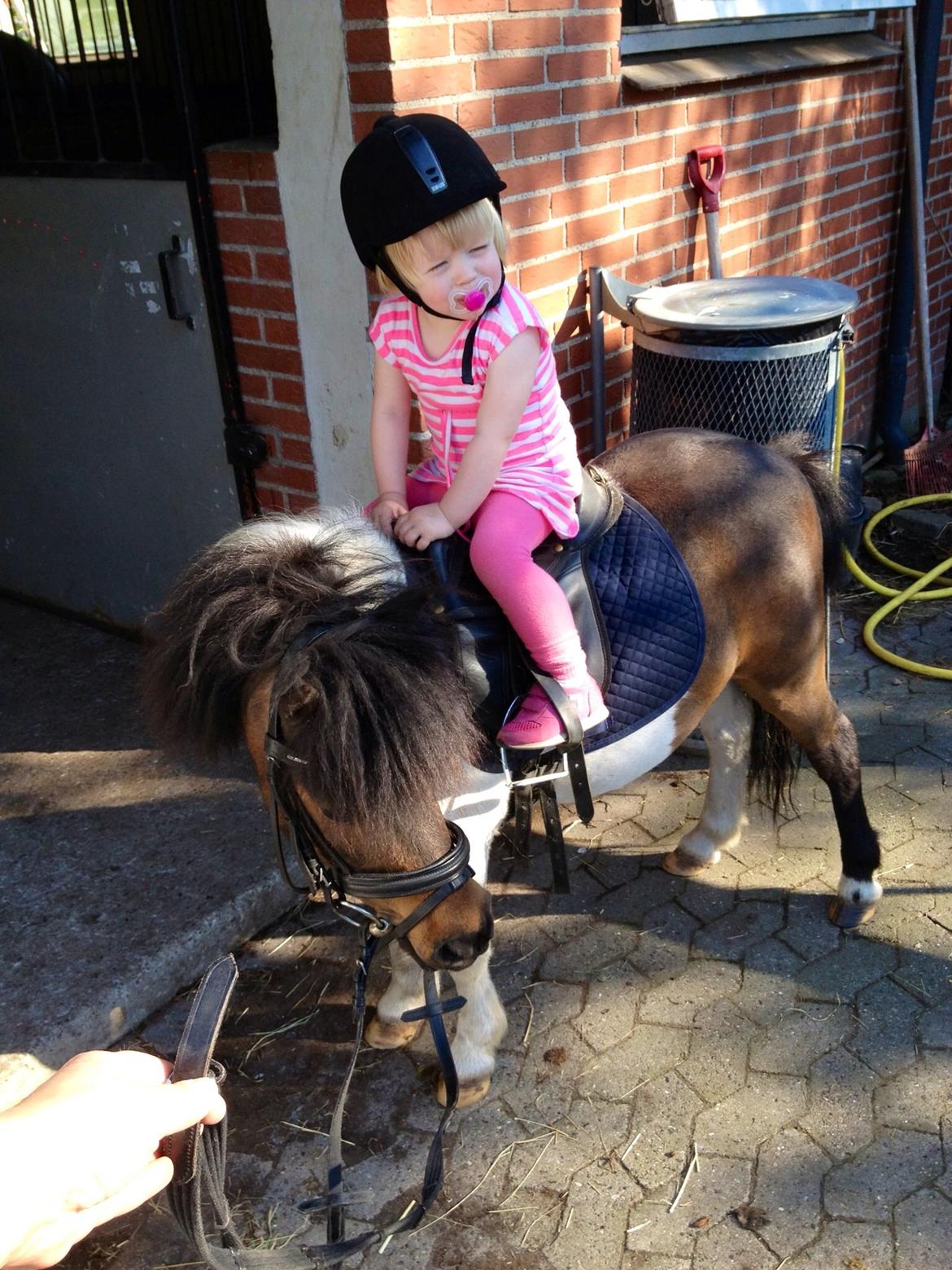 Anden særlig race Manse billede 4