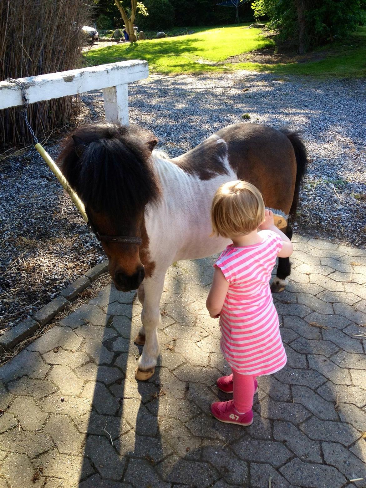 Anden særlig race Manse billede 5