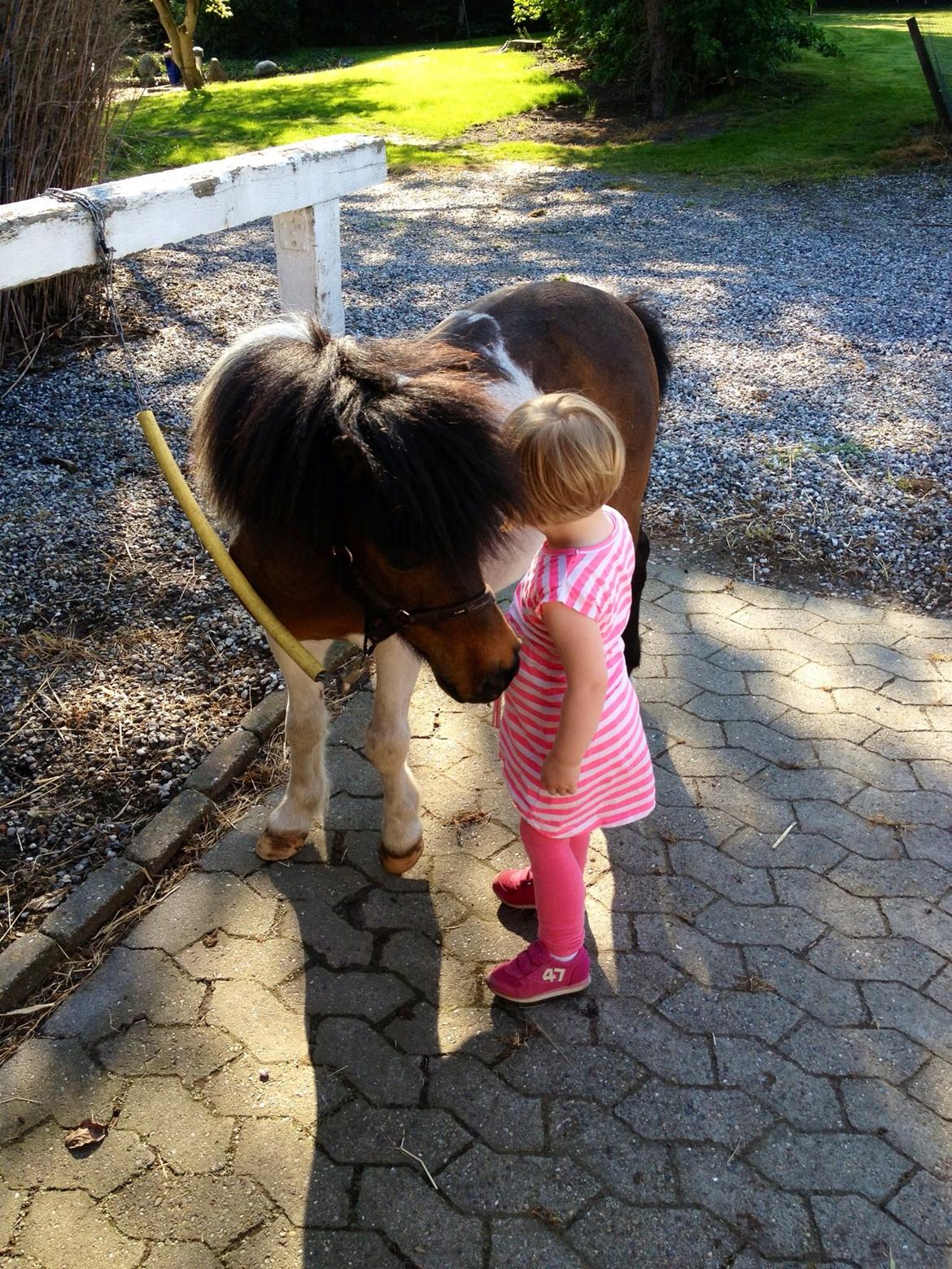 Anden særlig race Manse billede 6
