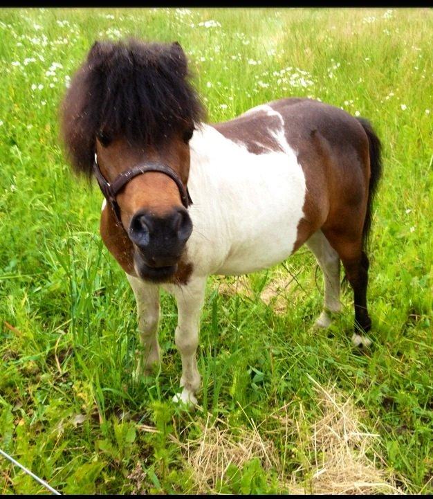 Anden særlig race Manse billede 7