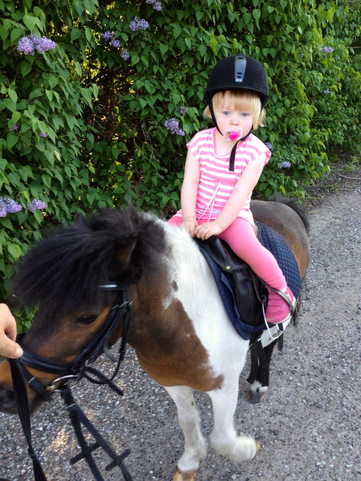 Anden særlig race Manse billede 8