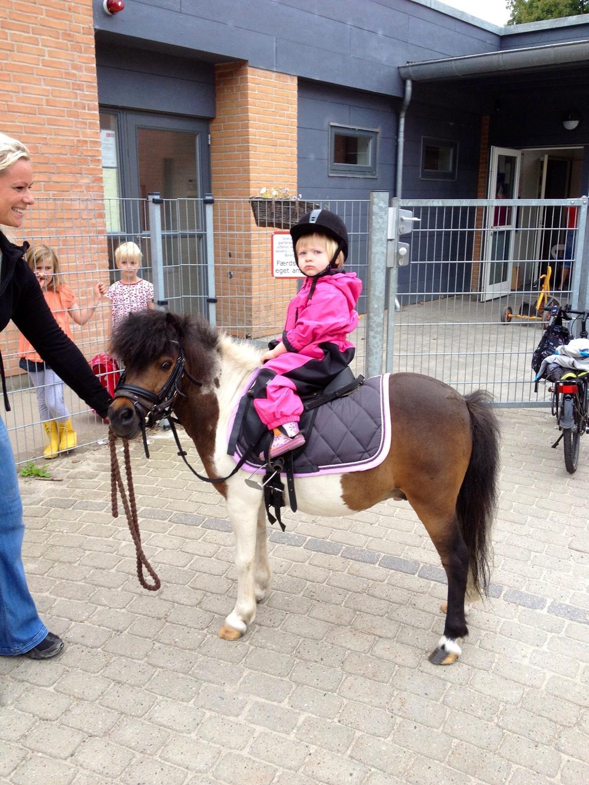 Anden særlig race Manse billede 9