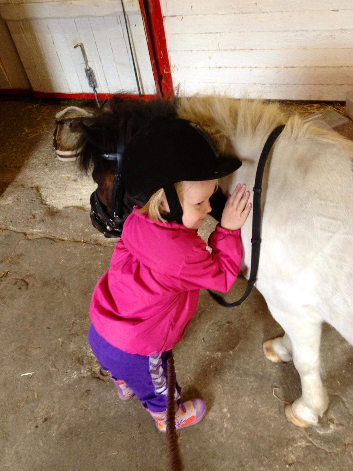 Anden særlig race Manse billede 10