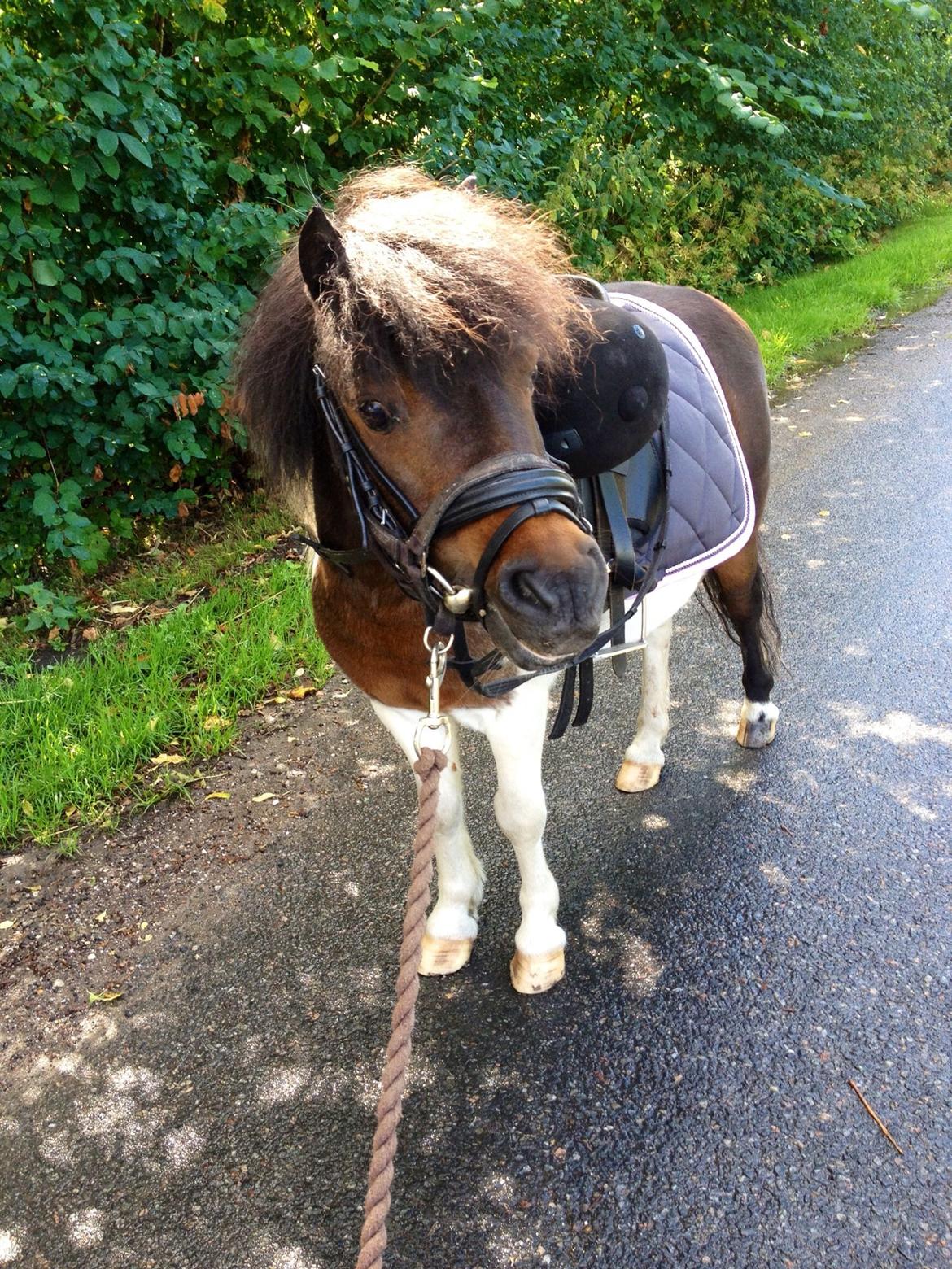 Anden særlig race Manse billede 11