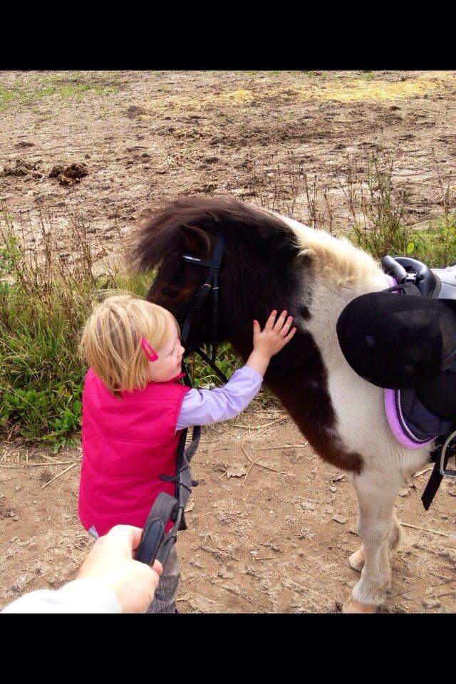 Anden særlig race Manse billede 12