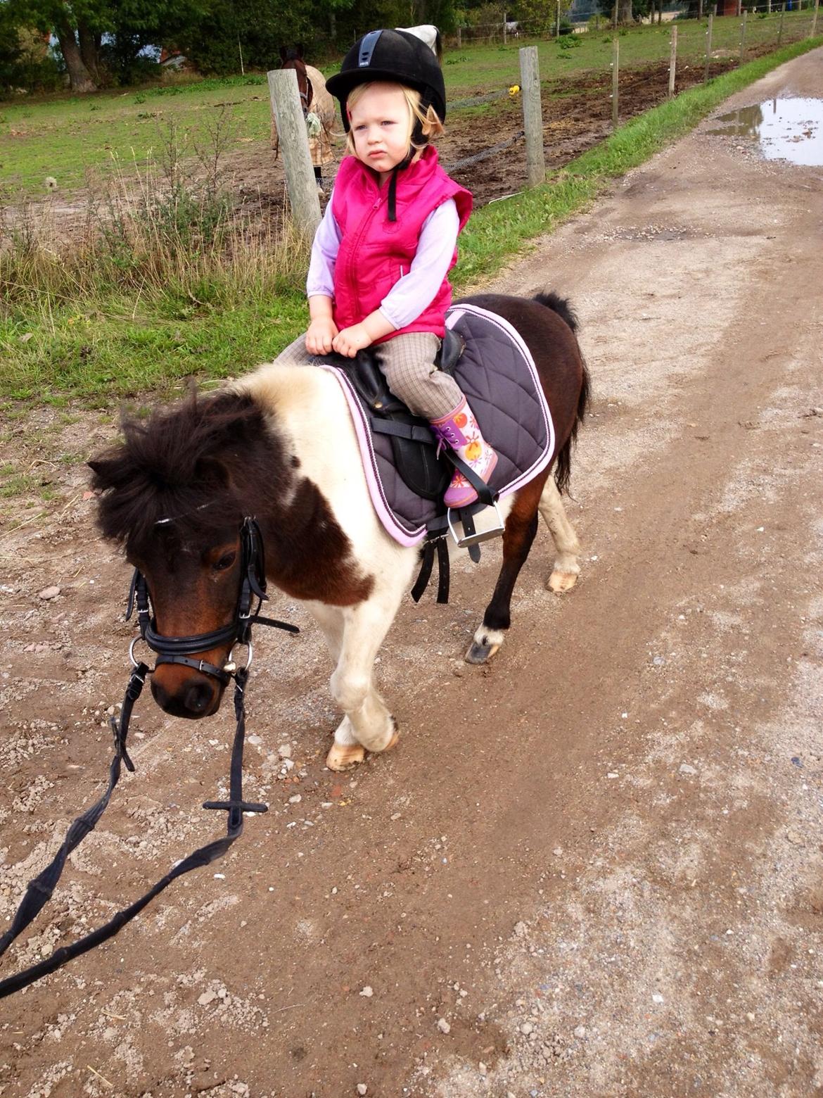 Anden særlig race Manse billede 13