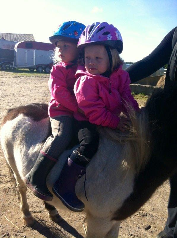 Anden særlig race Manse billede 14