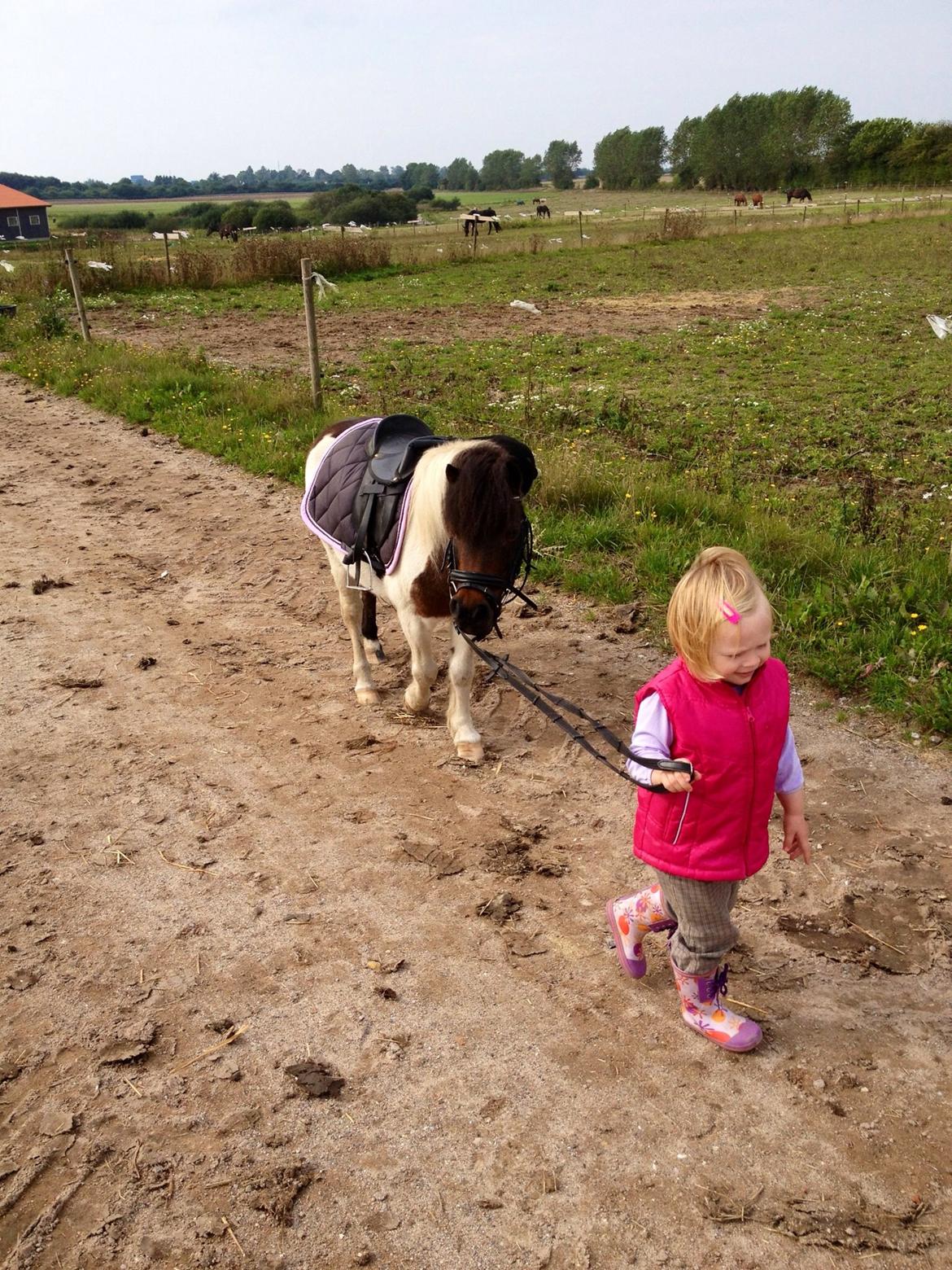 Anden særlig race Manse billede 15