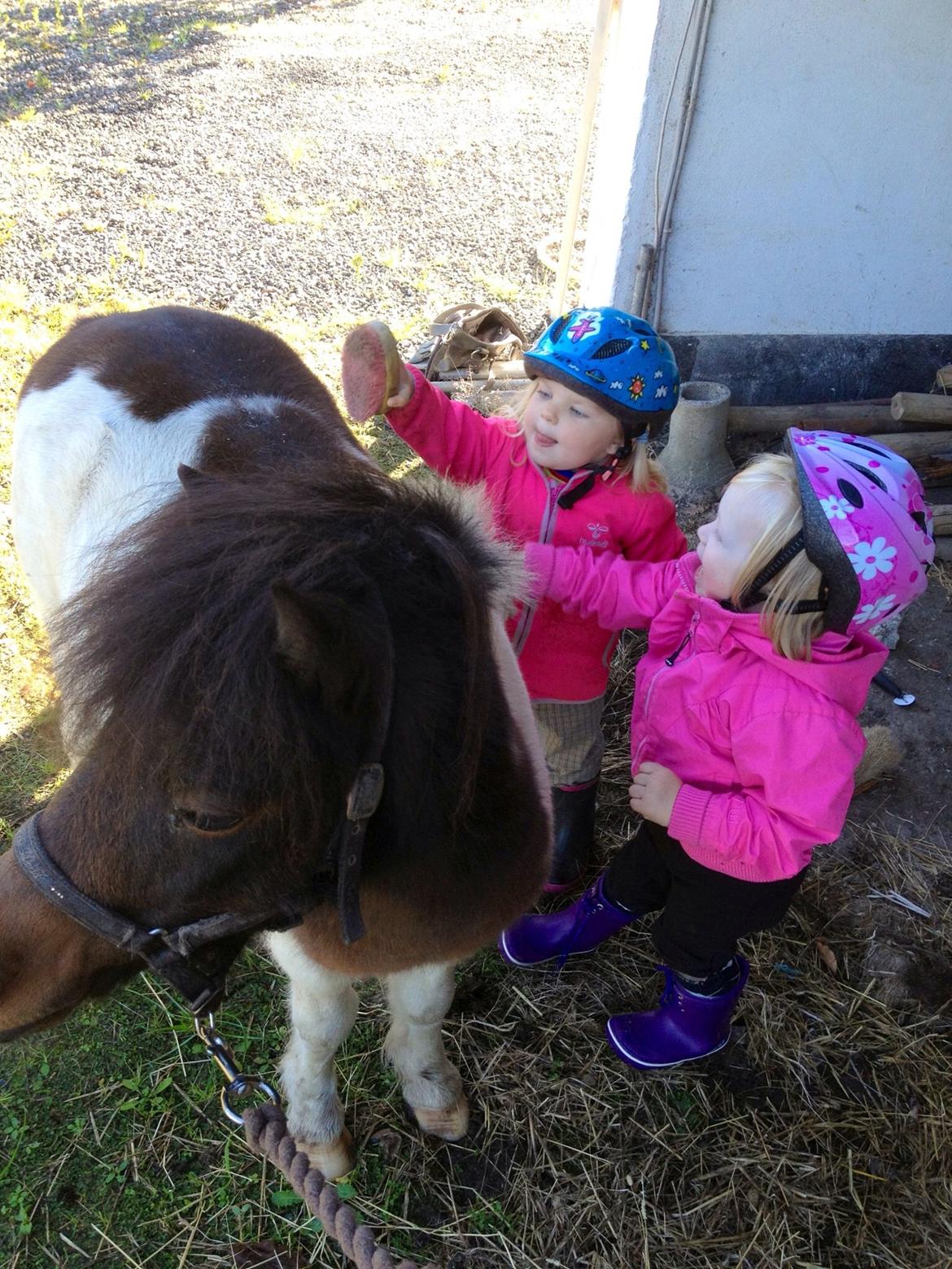 Anden særlig race Manse billede 16