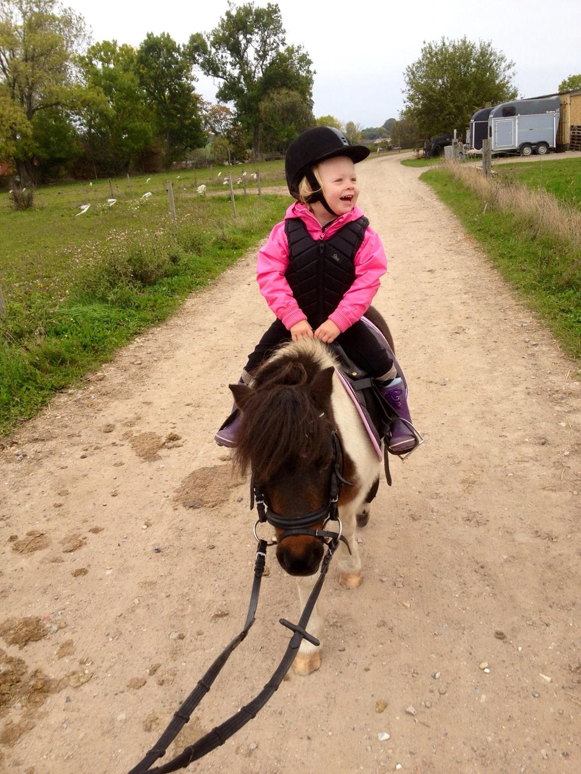 Anden særlig race Manse billede 17