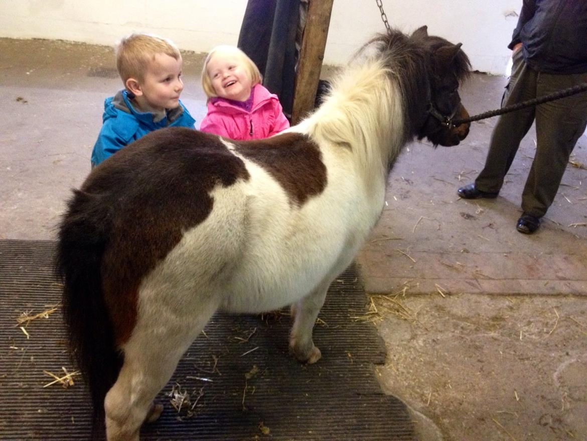 Anden særlig race Manse billede 18