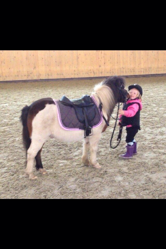 Anden særlig race Manse billede 19