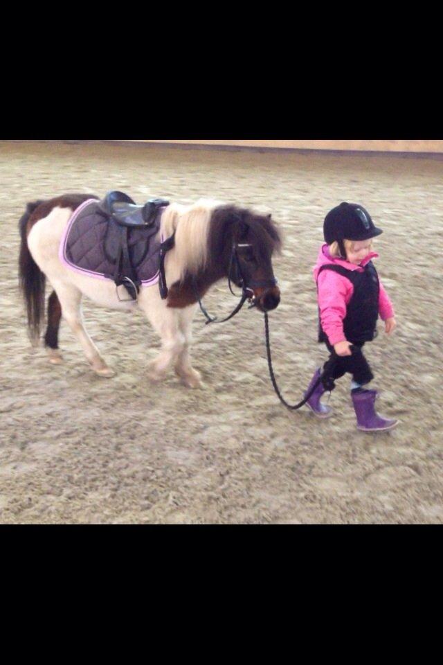 Anden særlig race Manse billede 20