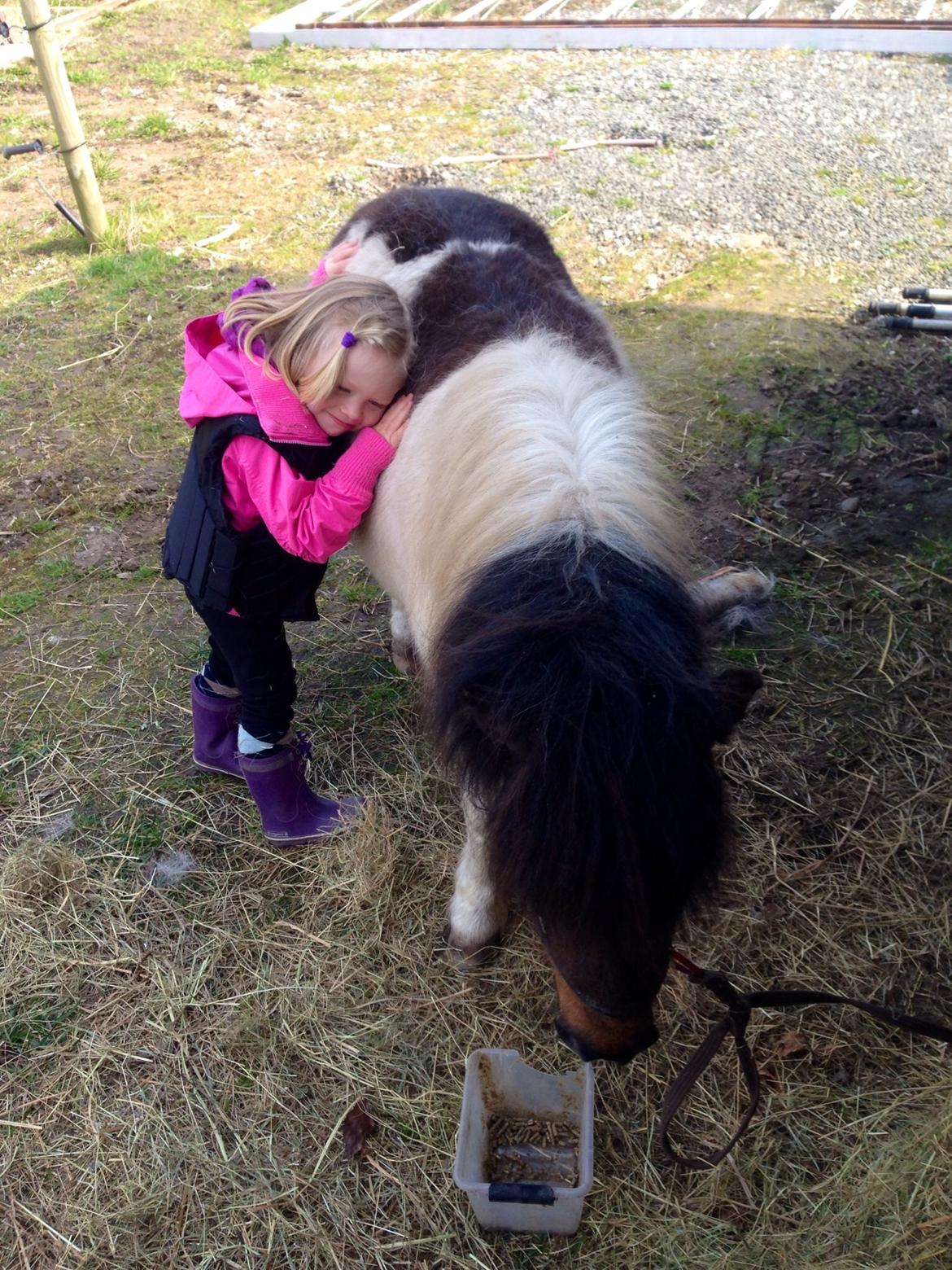 Anden særlig race Manse billede 24