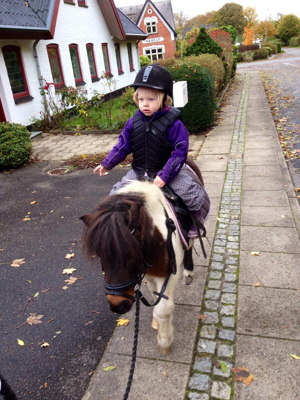 Anden særlig race Manse billede 25