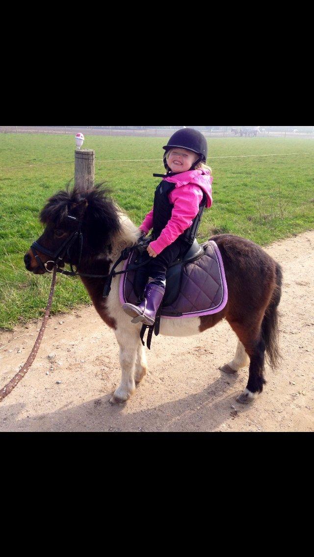 Anden særlig race Manse billede 26