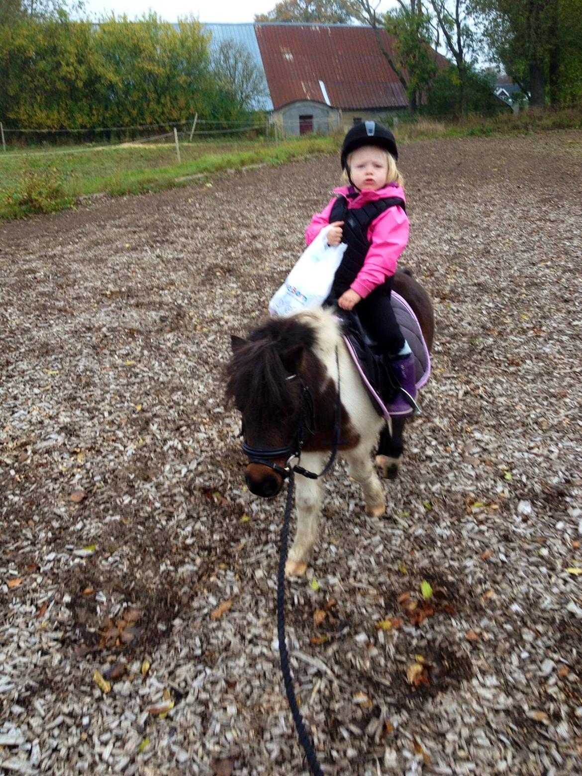 Anden særlig race Manse billede 28