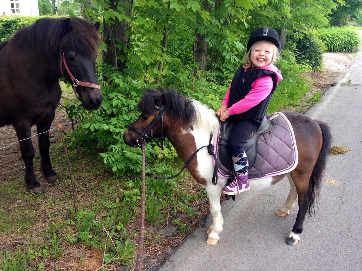 Anden særlig race Manse billede 29